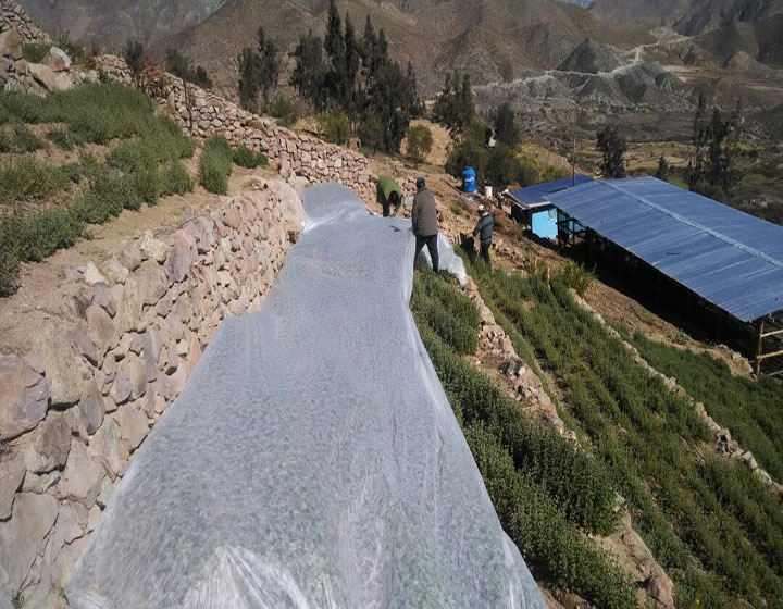 https://www.agromar.com.pe/wp-content/uploads/2018/05/Oregano720.jpg
