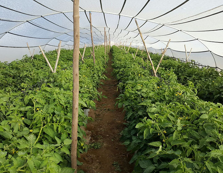 https://www.agromar.com.pe/wp-content/uploads/2018/05/tomate720.jpg